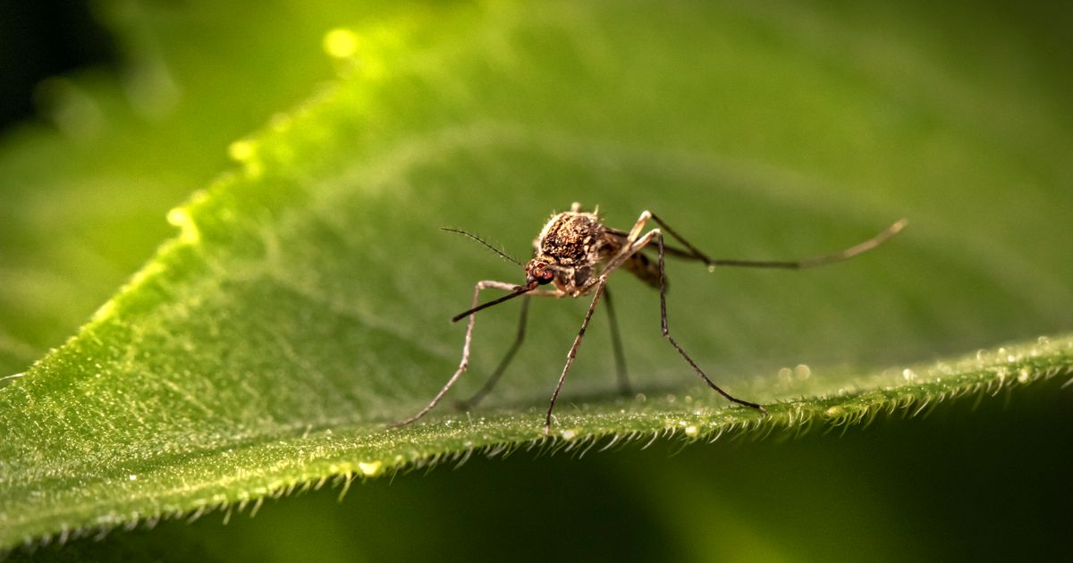 Dengue Season: Prevention, Warning Signs and When to Go to Hospital
